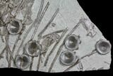 Plate Of Fossil Ichthyosaur Vertebrae & Ribs - Germany #150172-1